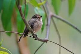 African Dusky Flycatcher