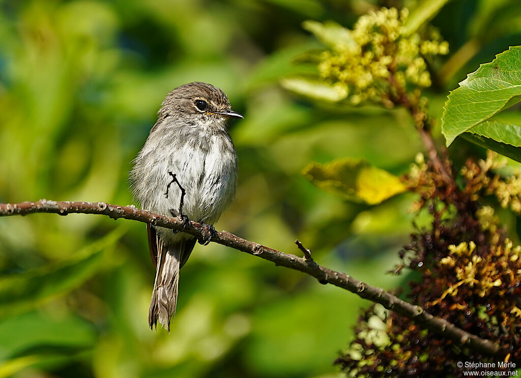 African Dusky Flycatcher