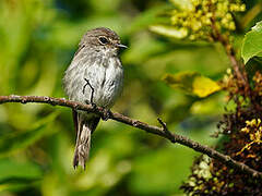 African Dusky Flycatcher