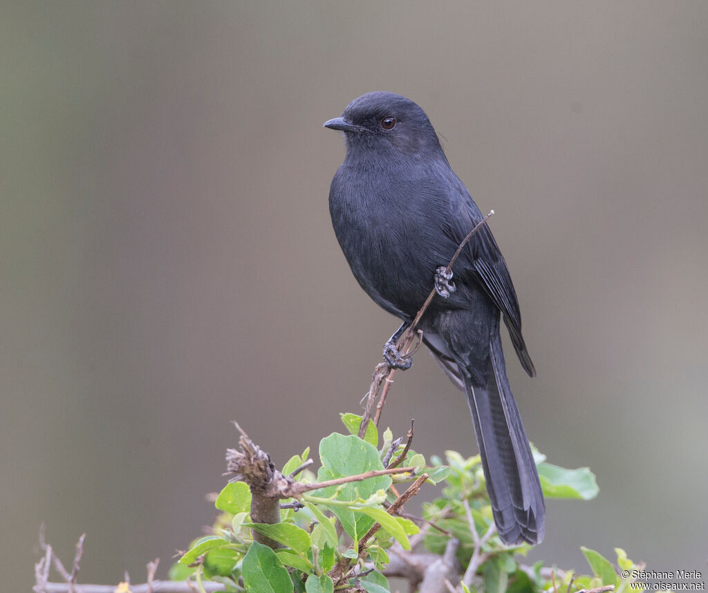 Southern Black Flycatcheradult