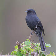 Southern Black Flycatcher