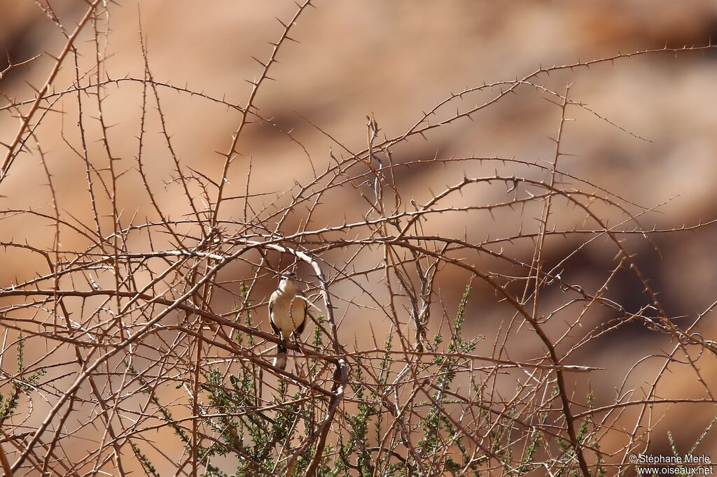 Chat Flycatcher