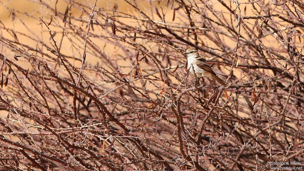 Chat Flycatcher