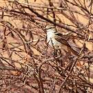Gobemouche traquet