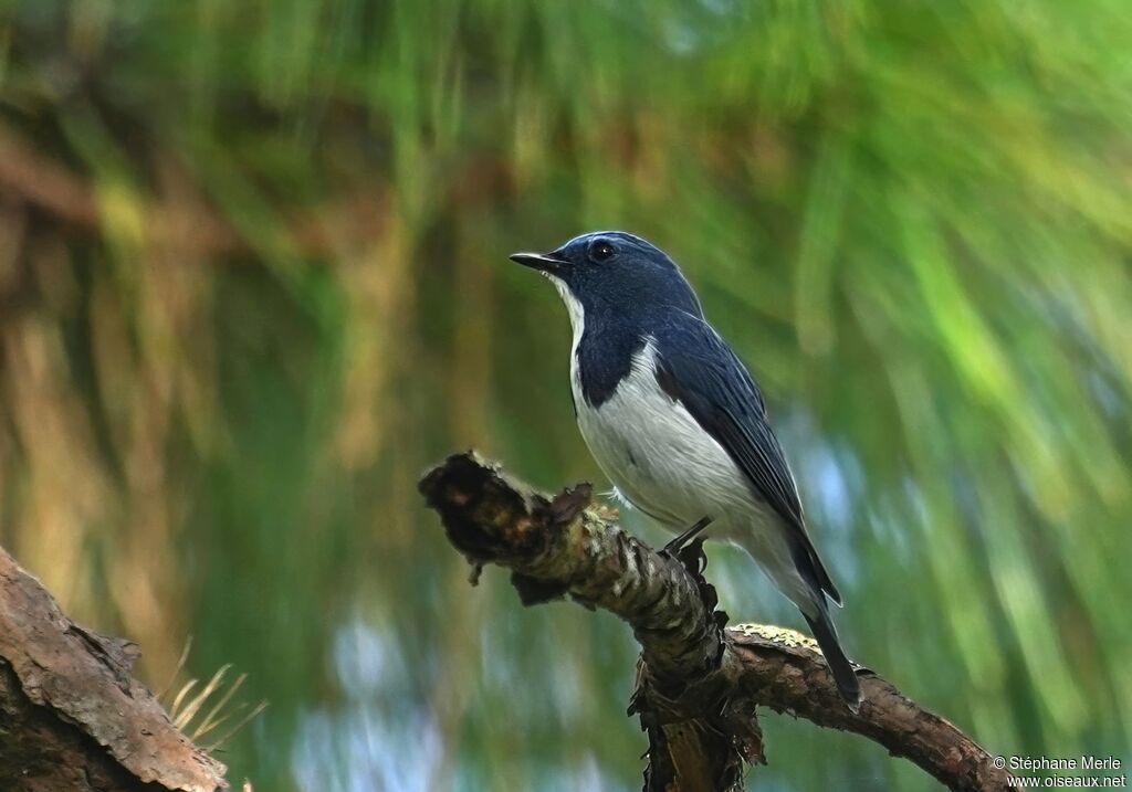 Gobemouche ultramarin