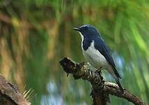 Gobemouche ultramarin