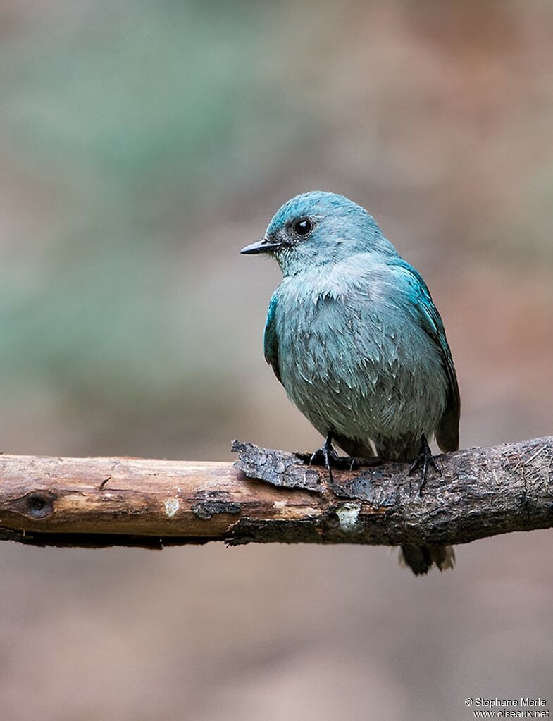 Verditer Flycatcher male adult