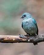 Verditer Flycatcher