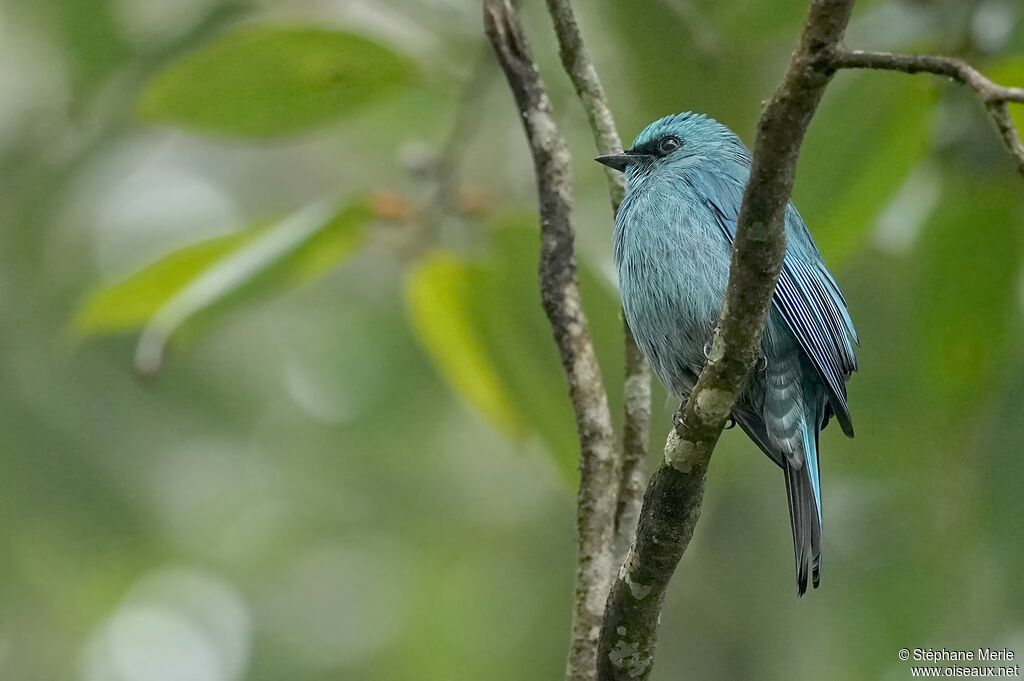 Gobemouche vert-de-grisadulte