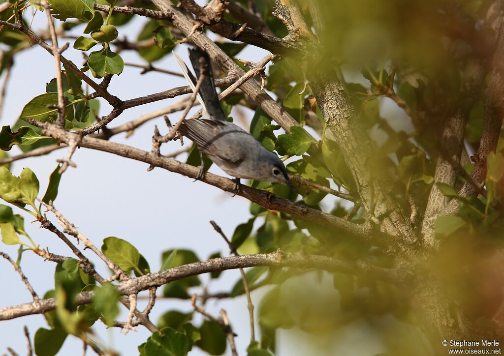 Black-tailed Gnatcatcheradult