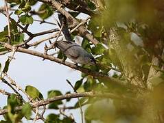 Black-tailed Gnatcatcher