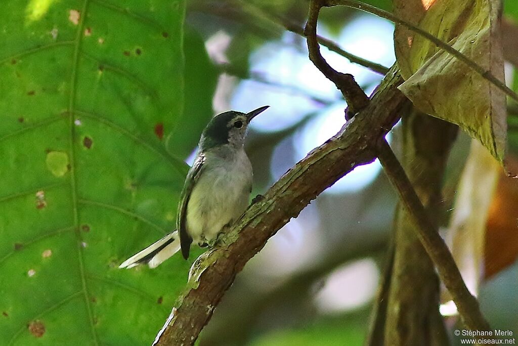 White-browed Gnatcatcheradult