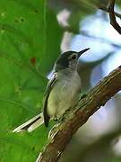 White-browed Gnatcatcher