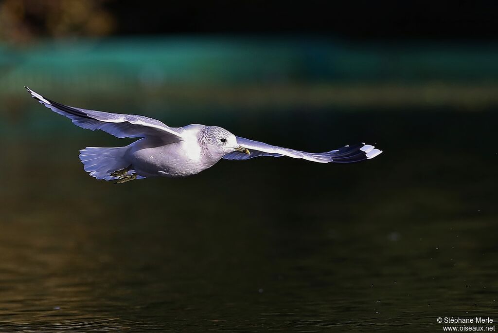 Ring-billed Gullimmature