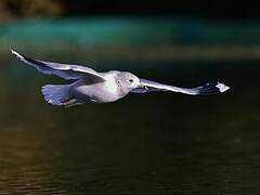 Ring-billed Gull