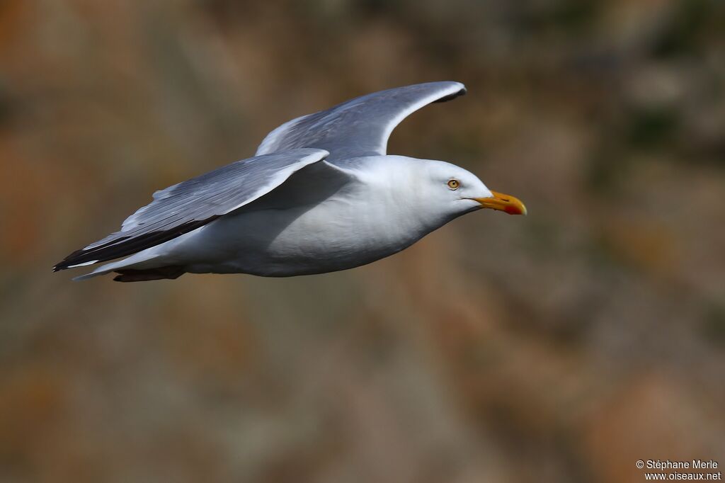 European Herring Gull