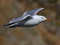 European Herring Gull