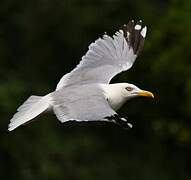 European Herring Gull