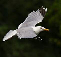 Goéland argenté