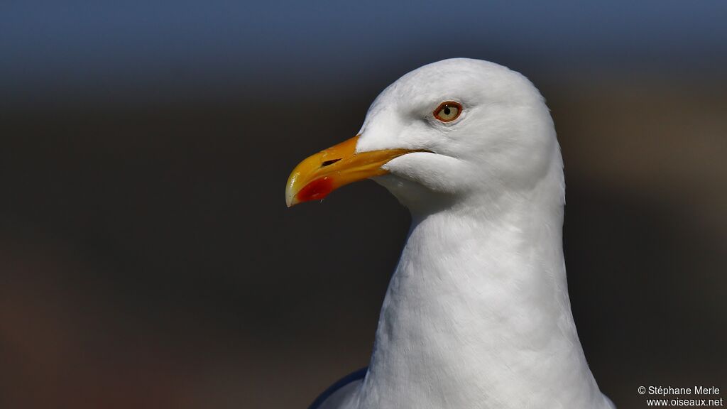 Goéland argentéadulte