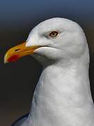 European Herring Gull