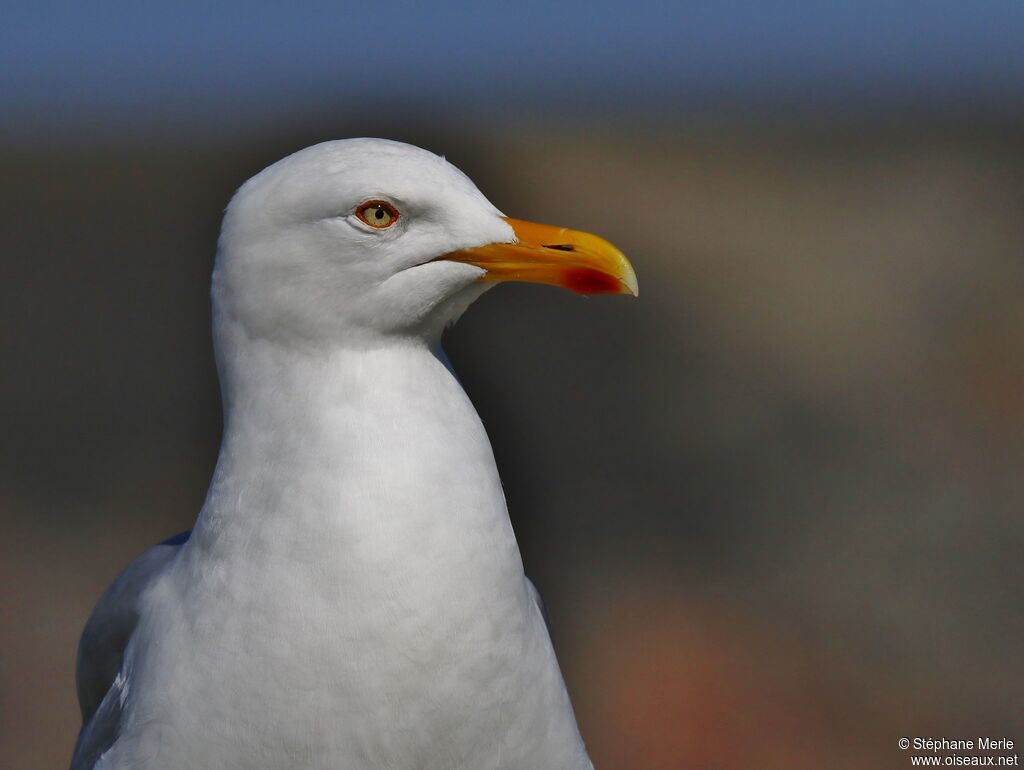 Goéland argentéadulte