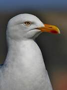 European Herring Gull