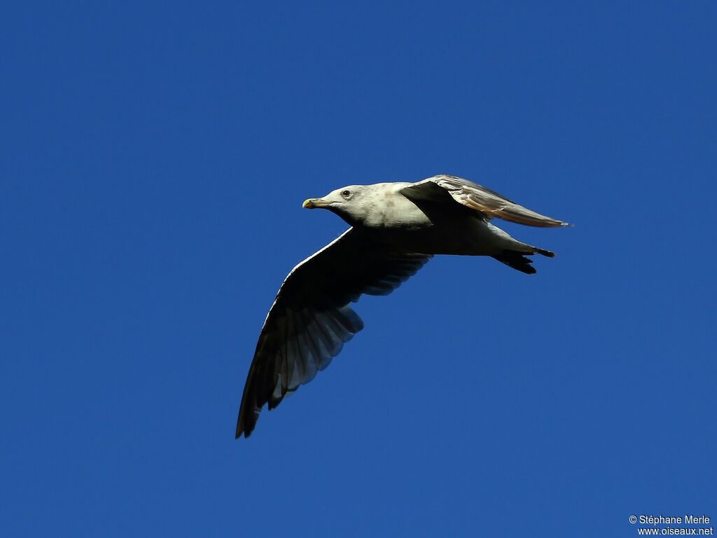 Goéland argentéimmature