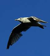 European Herring Gull