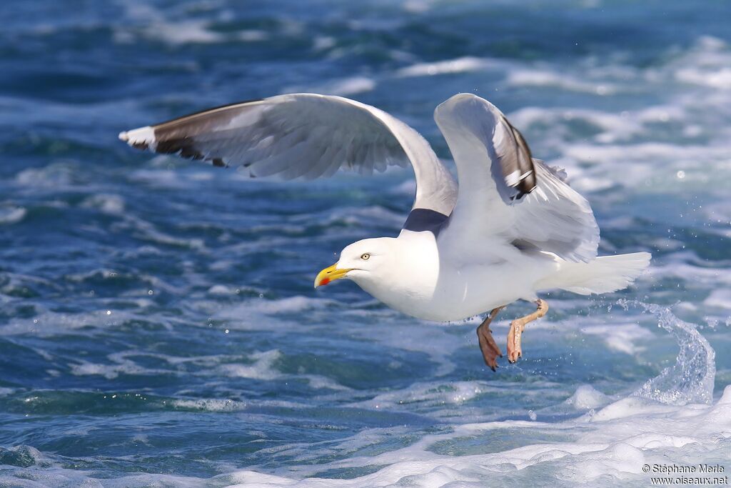 European Herring Gull