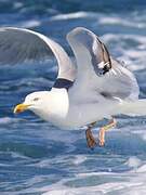 European Herring Gull