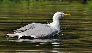 European Herring Gull