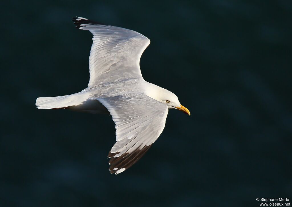 European Herring Gull