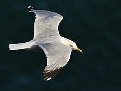 European Herring Gull