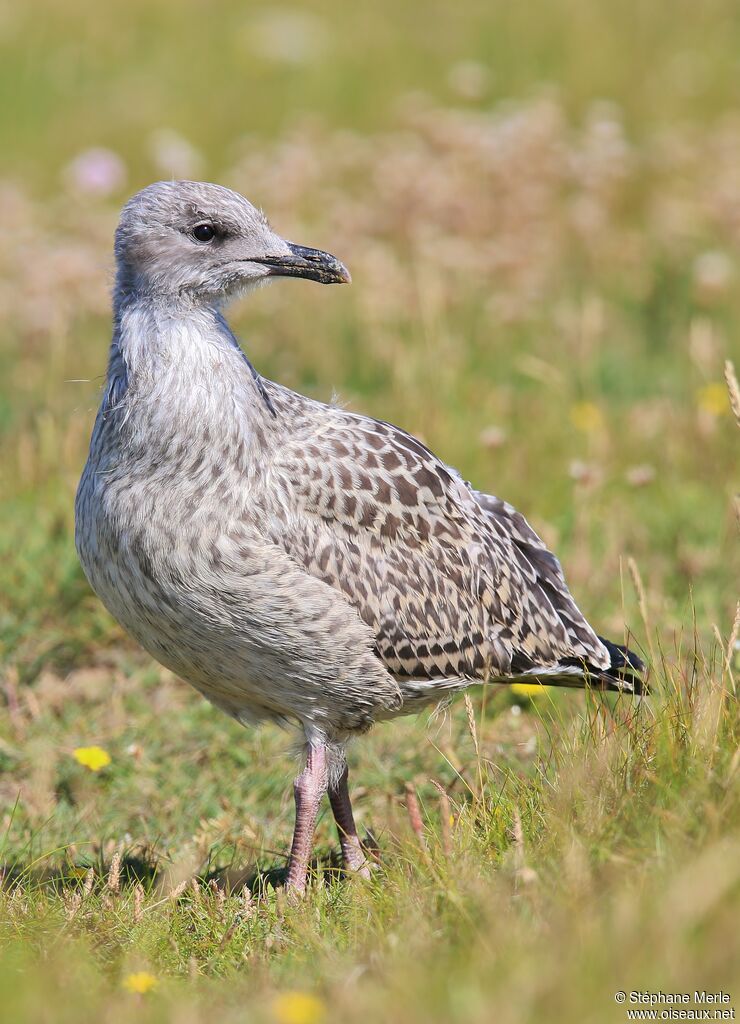 European Herring Gulljuvenile