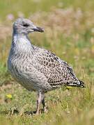 European Herring Gull