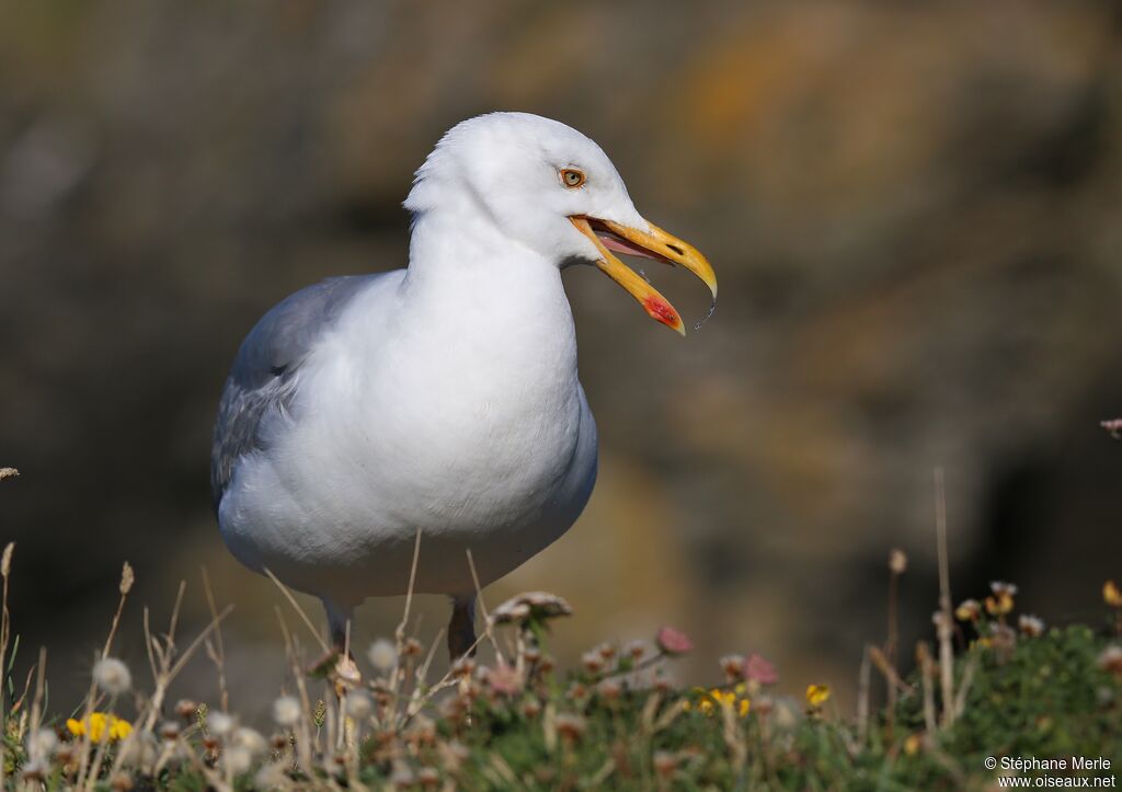 European Herring Gull