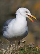 European Herring Gull