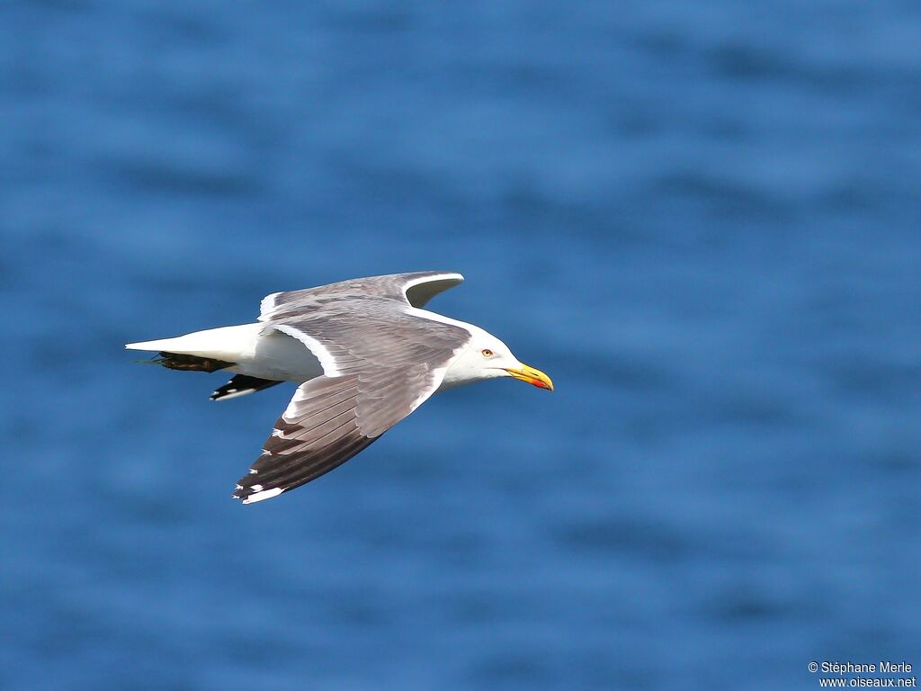 Lesser Black-backed Gull