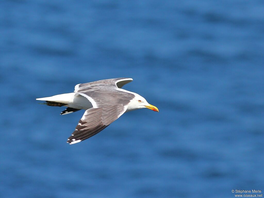 Lesser Black-backed Gull