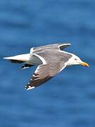 Lesser Black-backed Gull