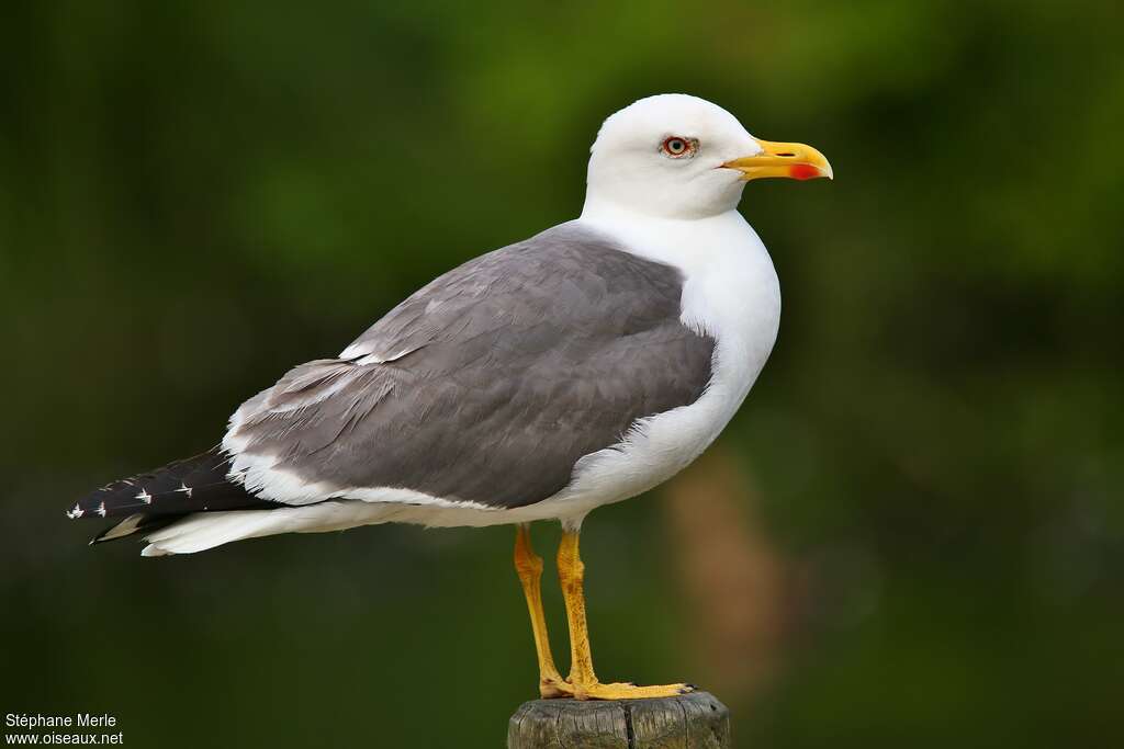 Lesser Black-backed Gulladult breeding, identification