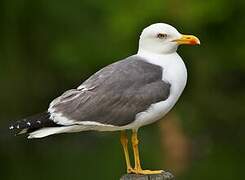 Lesser Black-backed Gull