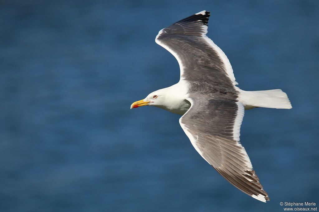 Lesser Black-backed Gull