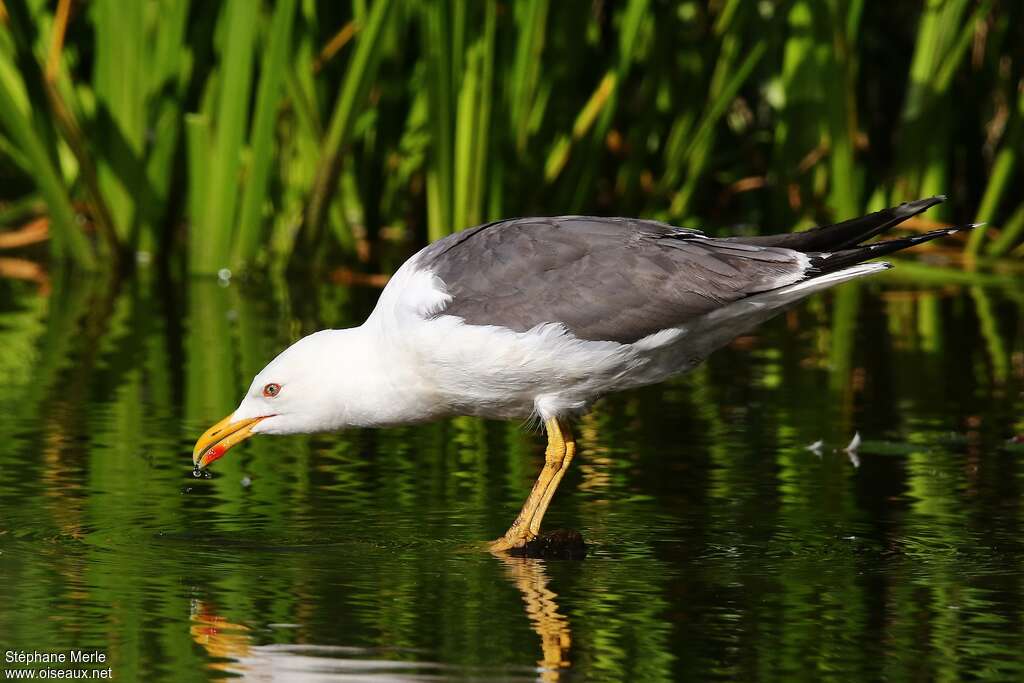 Lesser Black-backed Gulladult, drinks