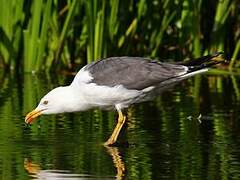 Lesser Black-backed Gull