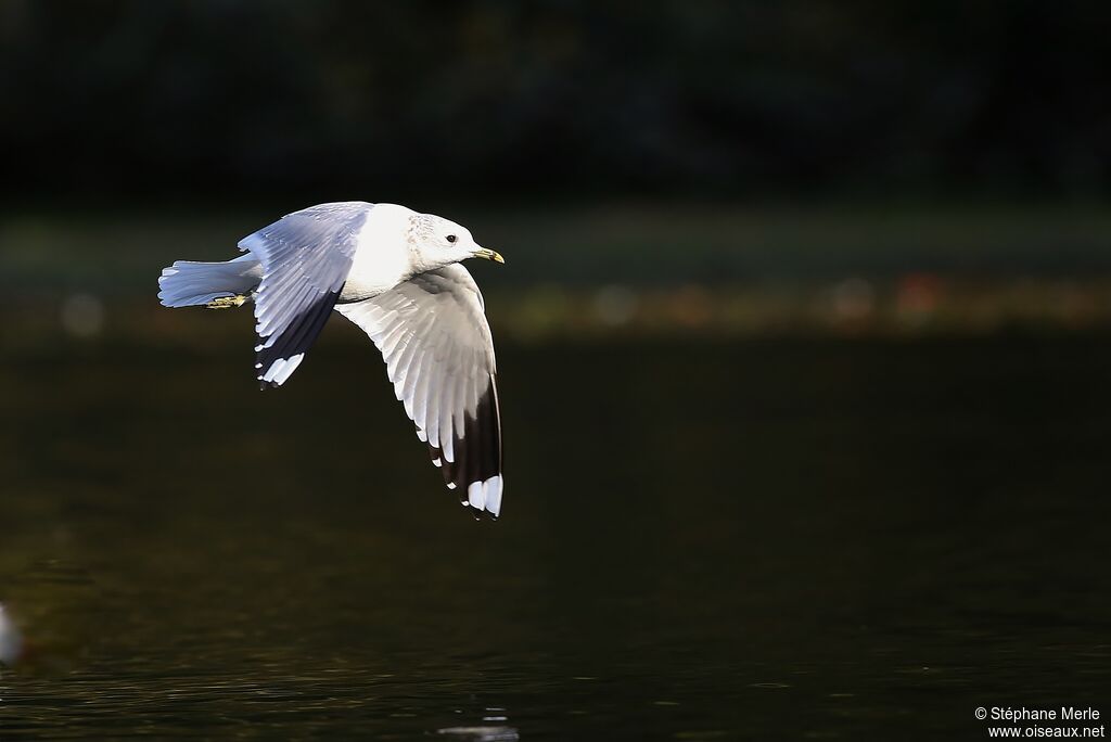 Common Gull