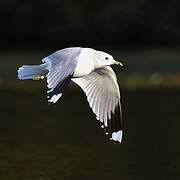 Common Gull