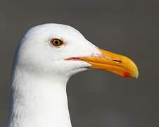 Western Gull