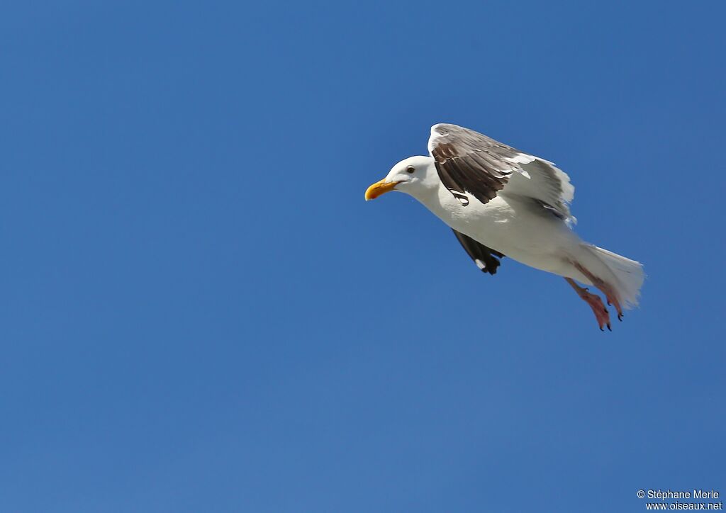 Western Gull